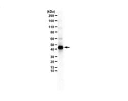 E3 ubiquitin-protein ligase (UBR5/EDD) Rabbit anti-Mouse, Human, Polyclonal,